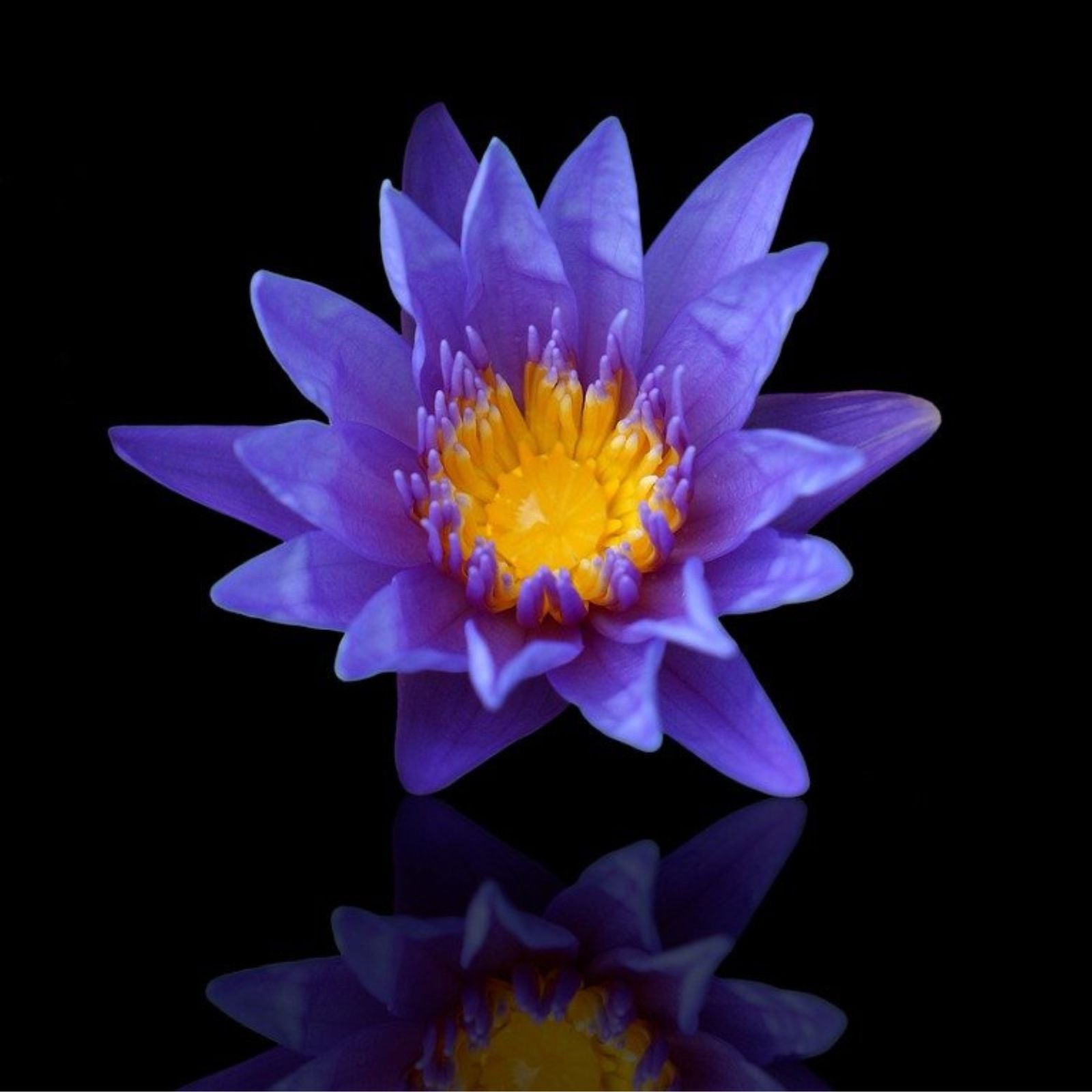 Blue Lotus Flowers