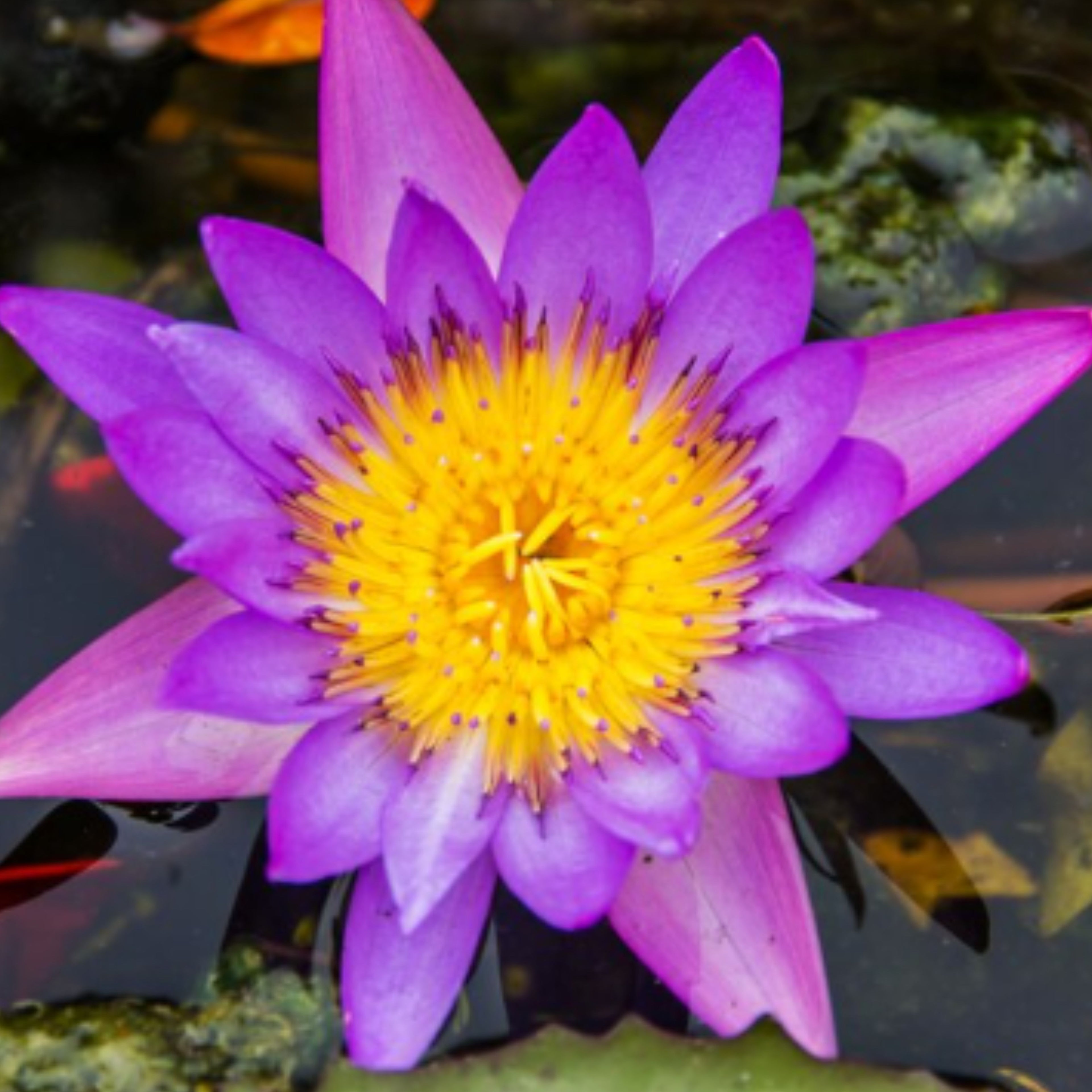 Blue Lotus Flower | Premium Quality Pure Organic Dried Flowers | Blue Herbs Tea | Nymphaea caerulea 20kg