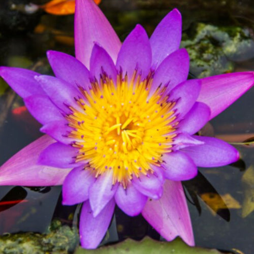 Blue Lotus Flower | Premium Quality Pure Organic Dried Flowers | Blue Herbs Tea | Nymphaea caerulea 20kg