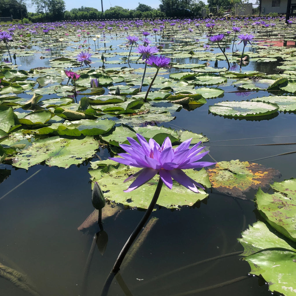 Blue Lotus Flower | Premium Quality Pure Organic Dried Flowers | Blue Herbs Tea | Nymphaea caerulea 20kg